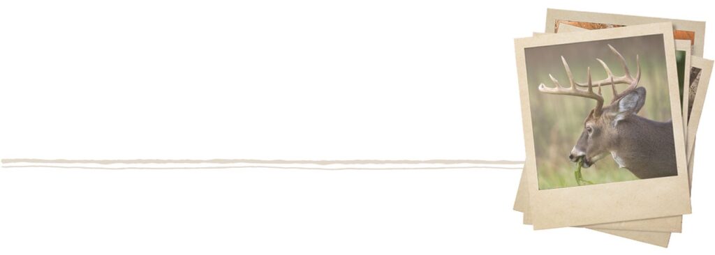 Deer Eating With Category Underline