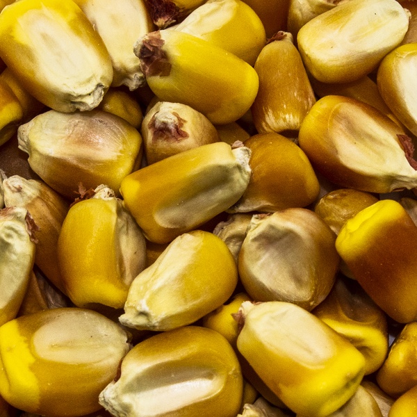 Yellow Corn